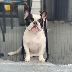 Meet your Posher, Luis